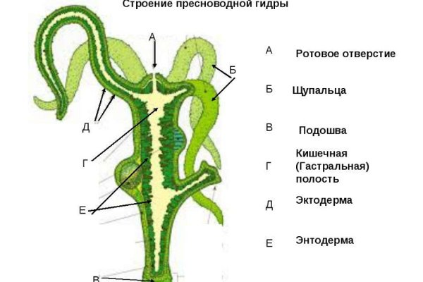 Kraken tor